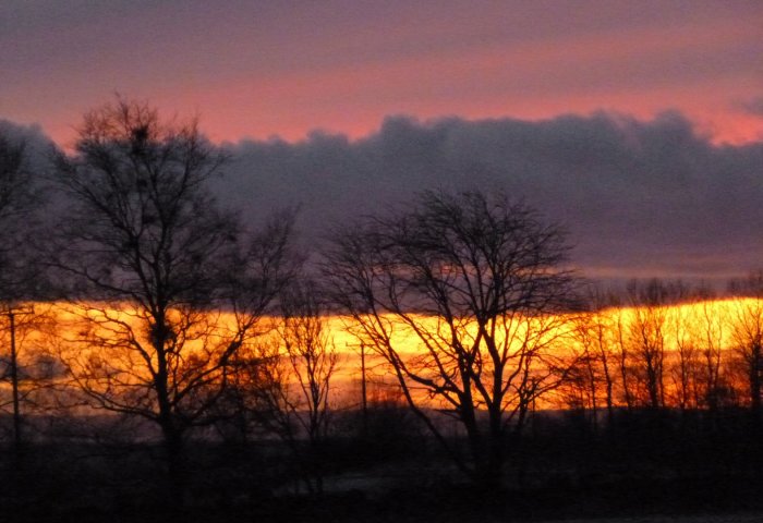 Solnedgång med intensivt orange och rosa himmel bakom siluetter av träd.