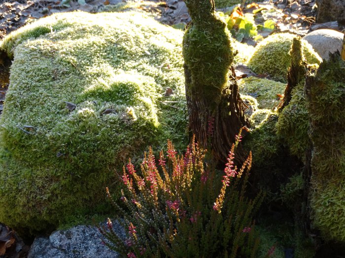 Trädgård med höstljung (Calluna vulgaris `Maria´), mossbeklädda stubbar i solljus.