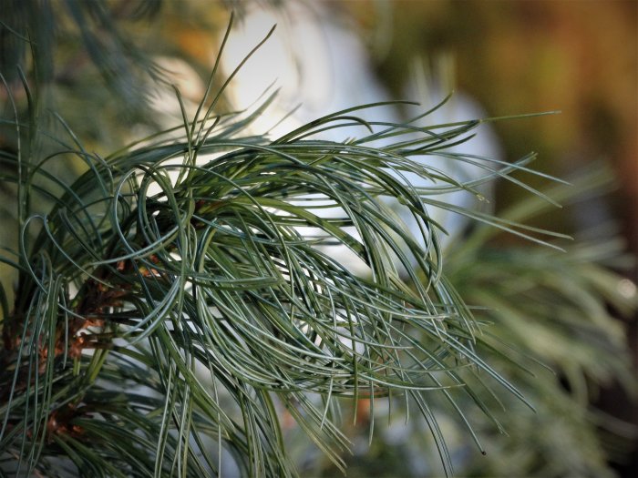 Närbild på den spiralformade gröna barrgrenen av Pinus strobus 'Minitwist' Weymouth tall.