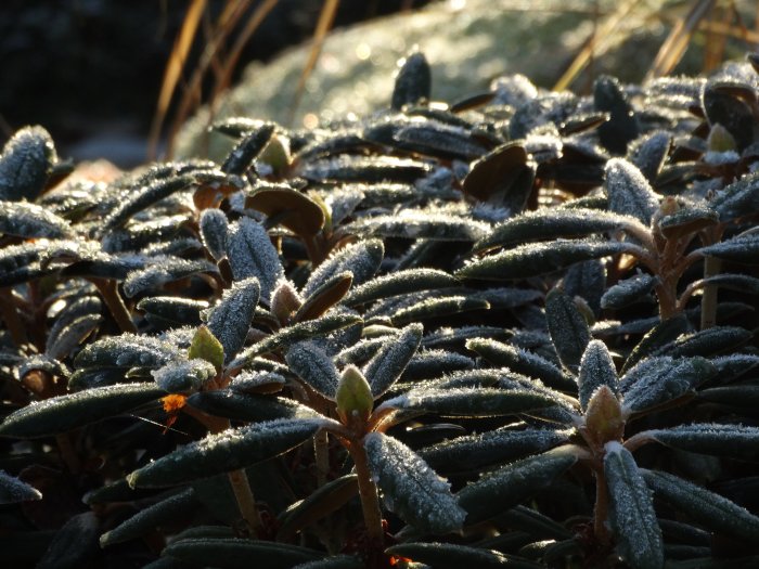 Frosttäckta växter badar i decembersolens ljus, med iskristaller som glittrar på bladen.