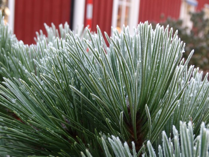 Frosttäckta barr av Pinus strobus 'Minitwist' Weymouthtall mot en röd byggnad.