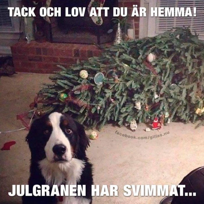 Hund framför omkullvält julgran med dekorationer och texten "Tack och lov att du är hemma! Julgranen har svimmat...