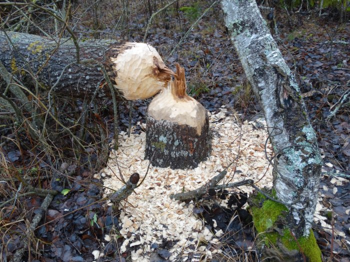 Träd avverkat av bäver med tydliga gnagspår och en hög med spån runt stubben.