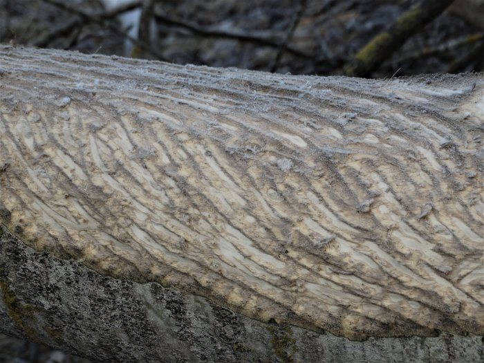 Ett närbildsfoto av ett trästycke med tydliga mönster från barkborreangrepp.