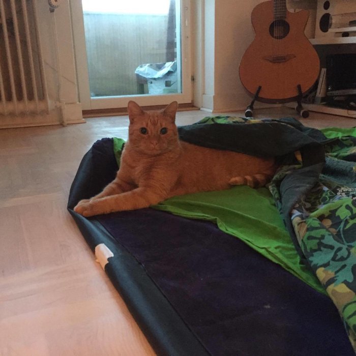 Orange katt ligger på en gästsäng med blicken mot kameran, med en gitarr i bakgrunden.