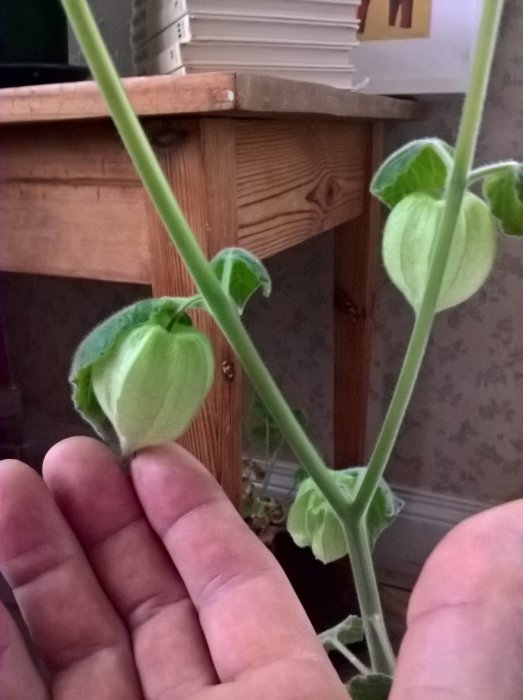 Inomhusväxande physalisplantor med omogen frukt i gröna hylsor, närbild på hand som stödjer stjälken.
