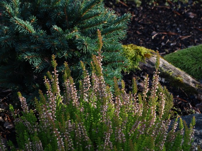 Calluna vulgaris 'Seestern' med rosa blommor framför en barrträd och mossa.