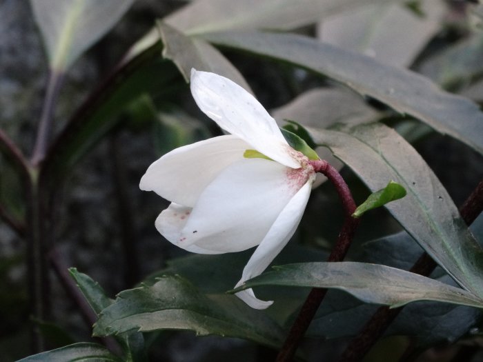 Närbild av Helleborus niger, vit julros, som blommar med snötäckt bakgrund.