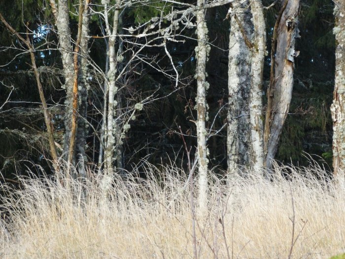 Bild av frostigt gräs framför björkar med lavklädda stammar i ett skogsbryn.