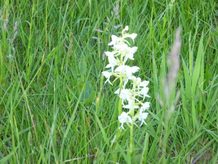 Nattviol (Platanthera bifolia) i blom bland gräset på en äng.