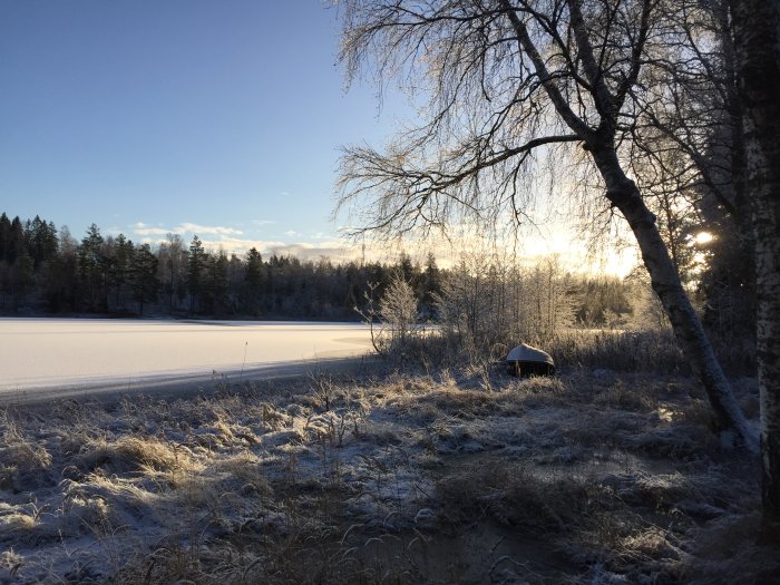 Vinterlandskap med soluppgång över frusen sjö och frostiga träd och grästuvor.