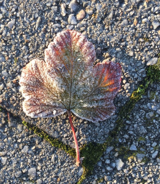 Frosttäckt löv på en asfalterad yta med mossiga sprickor i morgonljuset.