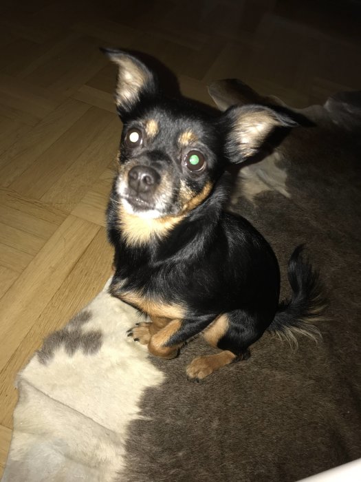 Svartbrun Chihuahua sitter på en randig matta och tittar in i kameran.