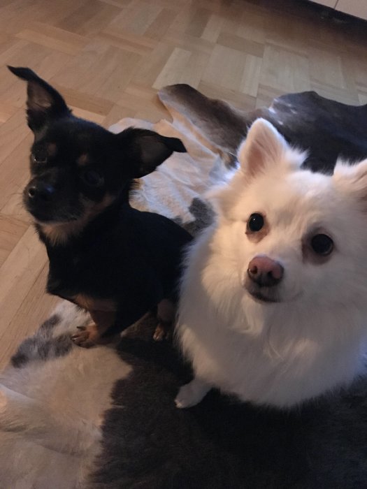 Två hundar sitter på ett fårskinn, en svartbrun och en vit, ser in i kameran.