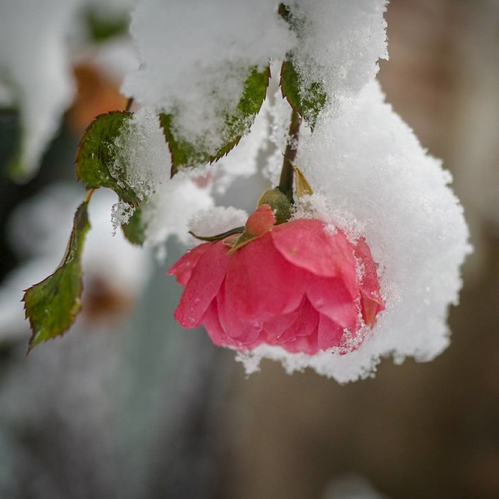 En rosa ros täckt av vit snö mot en suddig bakgrund.