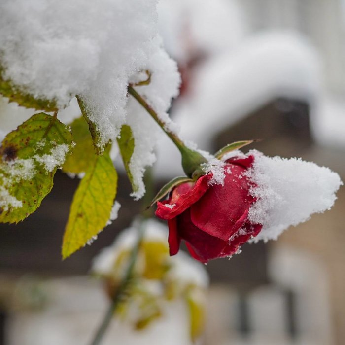 Röd ros täckt av vit snö med gröna blad och suddig bakgrund.