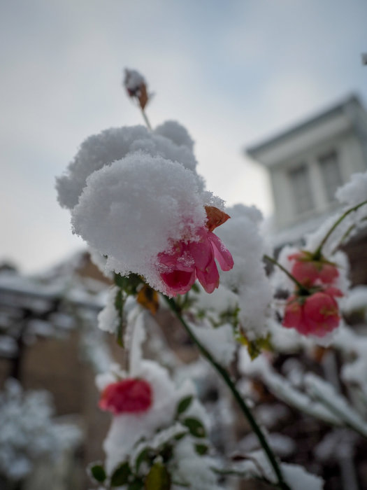 Roser täckta av snö på vintern med suddig bakgrund av en byggnad.