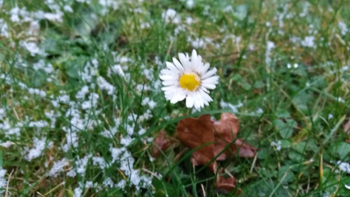 En blommande tusensköna på en gräsmatta med snöfläckar och ett löv.