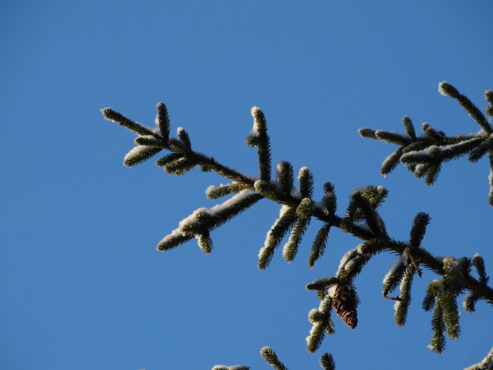 Granträdgrenar med frost mot en klarblå himmel.