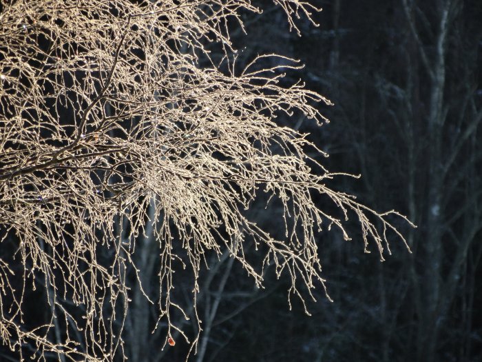 Frosttäckta grenar mot en mörk skogsbackgrund i vinterskrud.