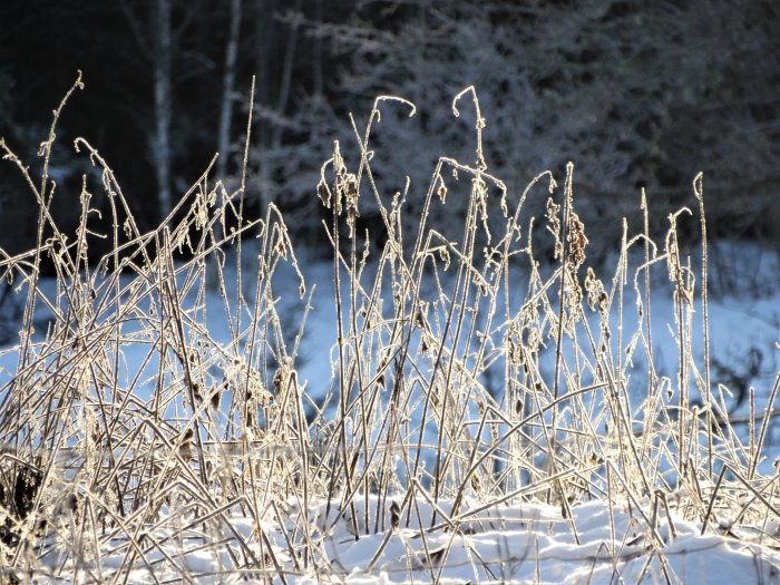 Frostiga växter och grenar framträdande mot en snötäckt mark och mörk bakgrund.