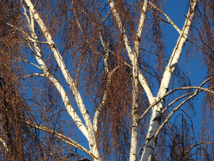 Björkträd med vit stam mot en klarblå himmel om vintern.