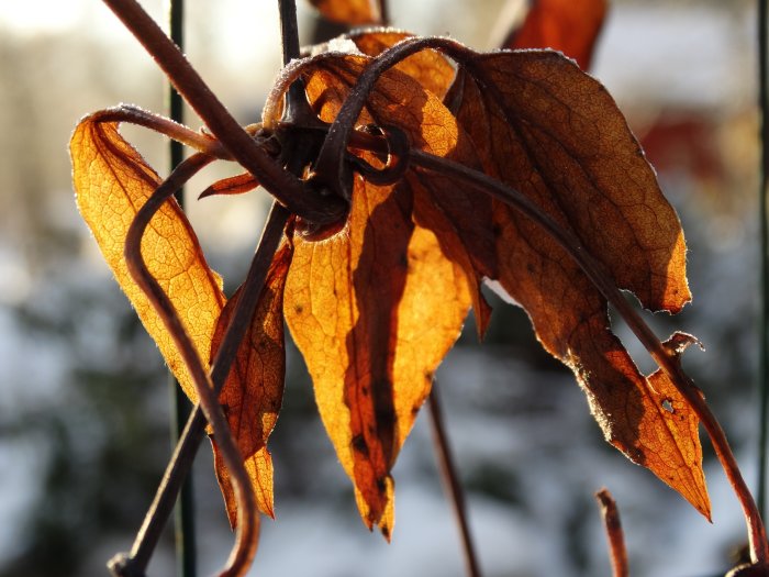 Frostiga brun-orange löv i solljus med snöig bakgrund.