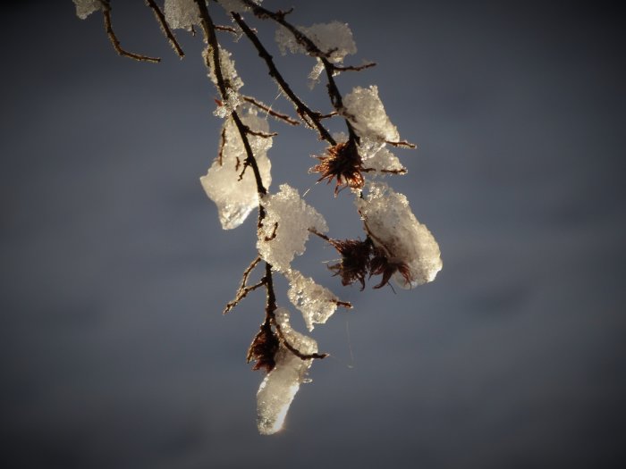 Snötyngda grenar med iskristaller mot en dunkel himmel.