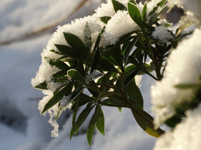 Snötäckta gröna blad i solljus mot suddig vinterbakgrund.