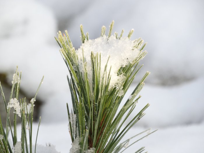 Snötäckt barrväxt mot suddig vinterbakgrund.