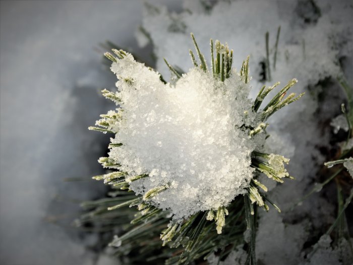 Frosttäckta grässtrån med snöhög ovanpå under vintern.
