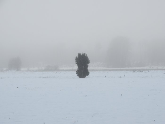 Enstaka buske i ett snötäckt landskap med dimma i bakgrunden.