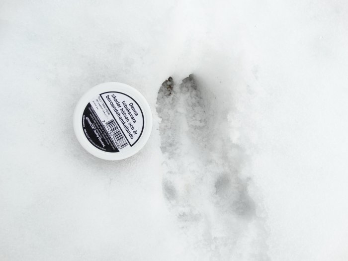 Vildsvinsspår i snön bredvid ett vitt lock med text för storleksjämförelse.