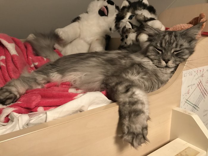 Relaxad grå tabby Maine Coon-katt sover bland gosedjur och filt.