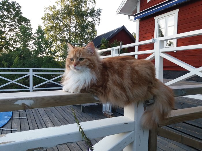 Sibirisk katt på verandaräcket framför rött hus, allergivänlig och effektiv musjägare.