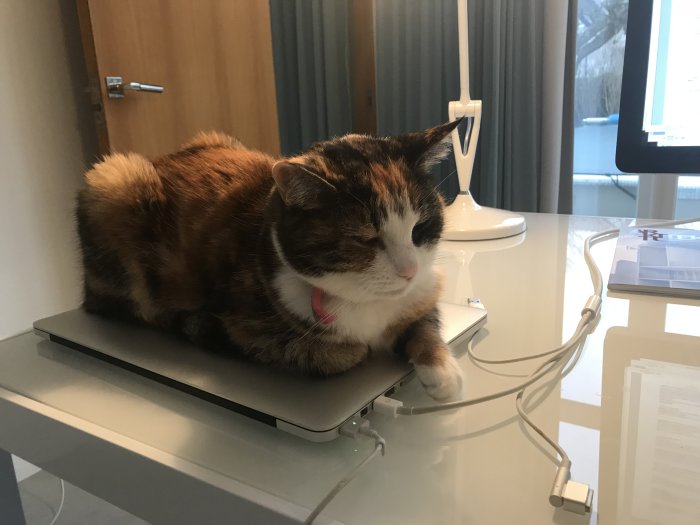 Katt med norskt skogskattsursprung vilar på en stängd laptop på skrivbord.