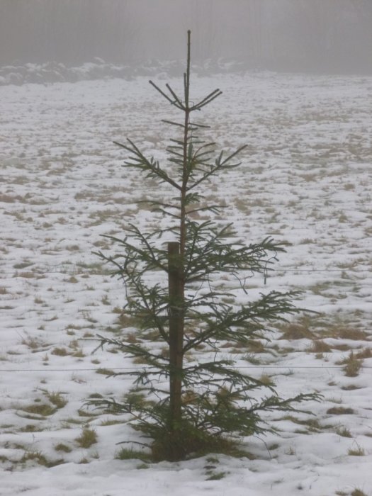 Ensam gran i ett sparsamt snötäckt landskap med synligt gräs.