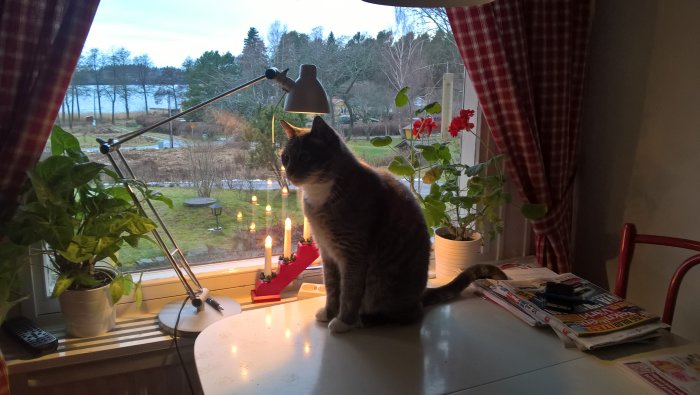 En katt på ett köksbord bredvid en jul ljusstake, med tända ljus i bakgrunden och julröda gardiner.