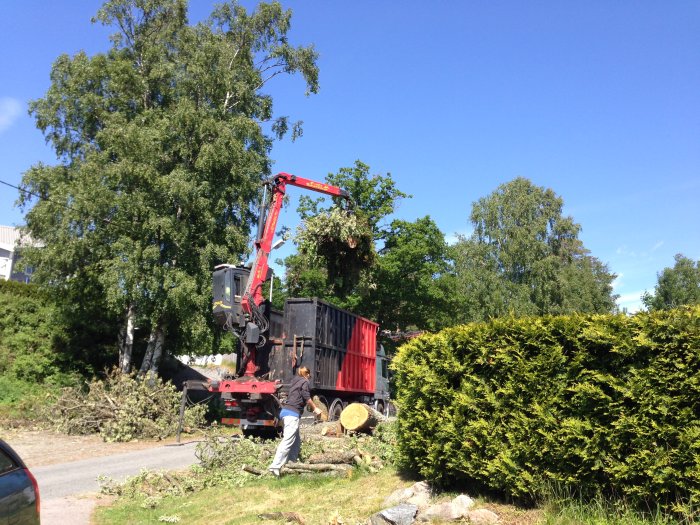 Lastbil med kran lyfter fällda trädstammar för bortforsling, person dirigerar, gröna träd i bakgrund.