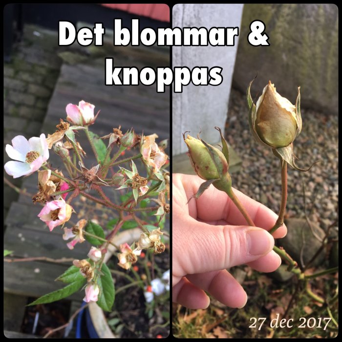 Blommande buske och knoppar med text "Det blommar & knoppas" daterad 27 dec 2017.