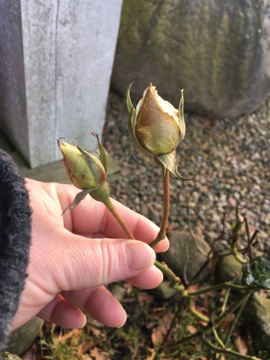 Hand håller stora rosknoppar med grusig mark i bakgrunden.
