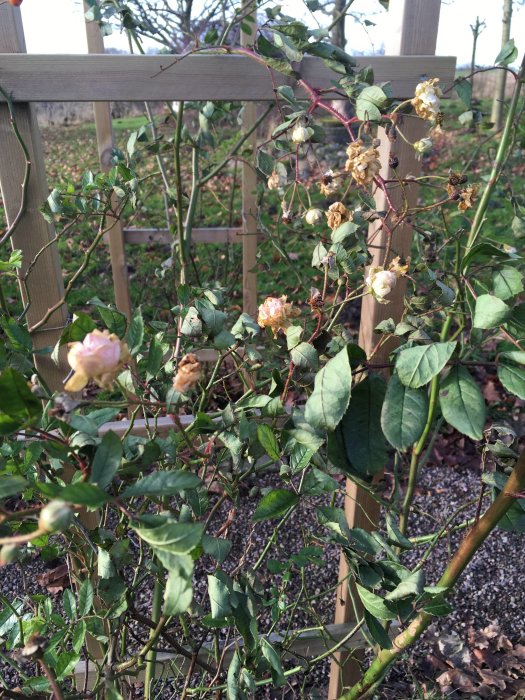 Rosbuske med knoppar och nypon vid en trästaket, indikationer på en lång blomningssäsong.