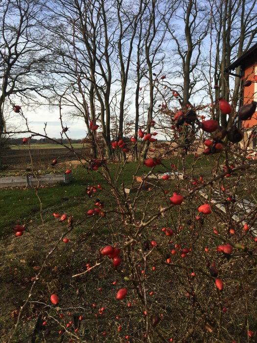 Rosbuske med många röda nypon och nakna grenar, omgiven av träd och en bit av ett hus.