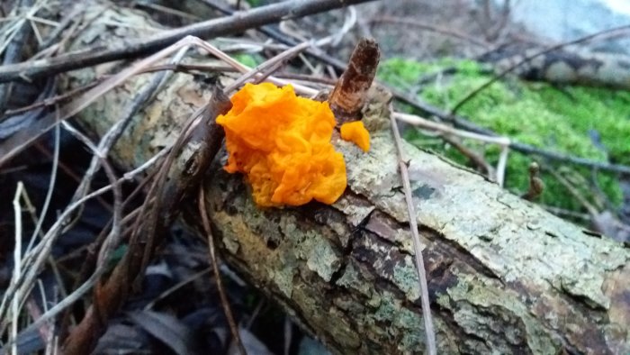 Orange svamp på en gren med mossa i bakgrunden.