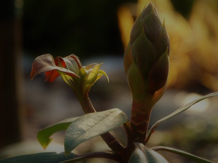 Knopp på Rhododendron 'Flautando' med unga löv i motljus.