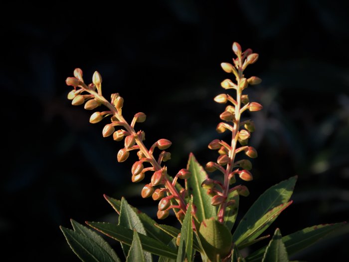 Knoppar av Pieris japonica i solljus på en mörk bakgrund.