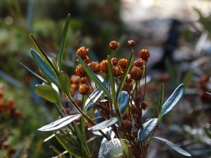 Knoppar och blad på en Pieris japonica japansk buskrosling i solljus.