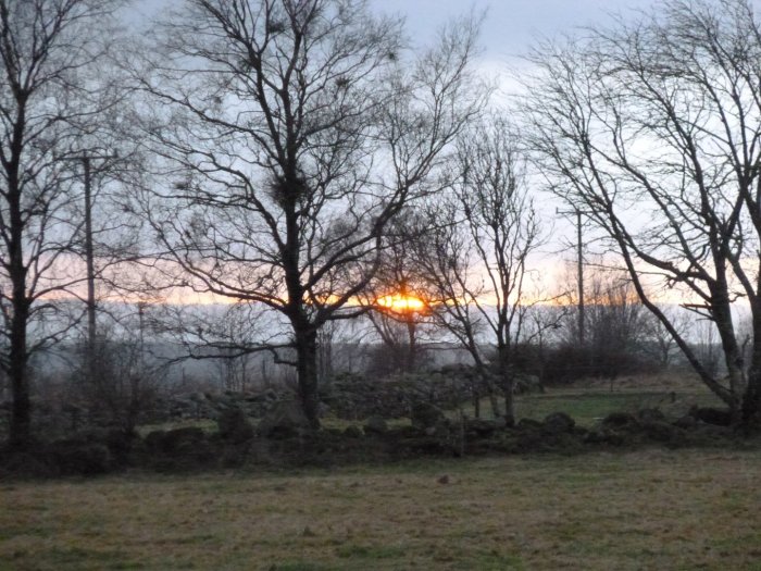 Solstråle bryter igenom träd vid Hallandsås i skymningen.