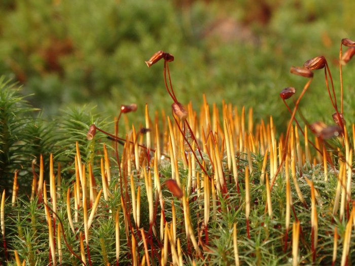 Närbild av gröna mossor och orangea skott som indikerar ren luftkvalitet.