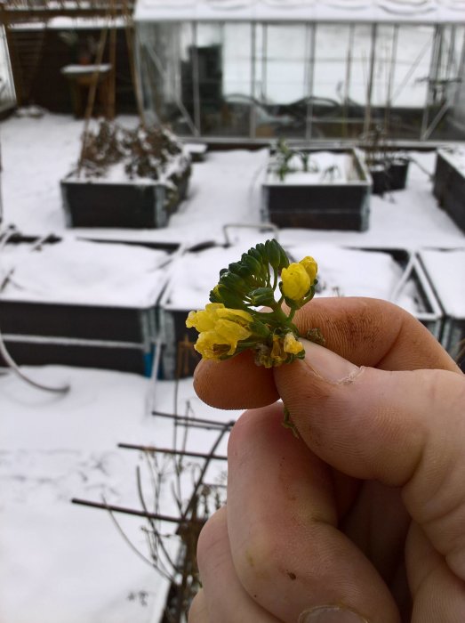 Hand håller en blommande broccoli mot en snöig trädgård med växthus i bakgrunden.